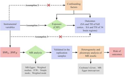 Causal associations between chronic heart failure and the cerebral cortex: results from Mendelian randomization study and integrated bioinformatics analysis